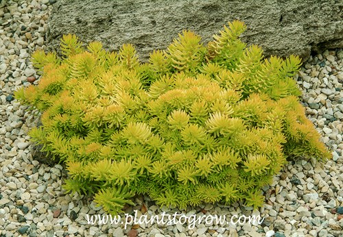 Sedum Angelina (Petrosedum)  growing in full sun.